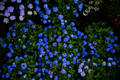 群生 紫陽花