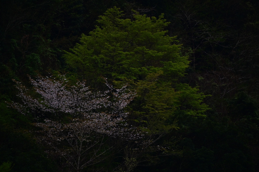 散山桜と新緑木