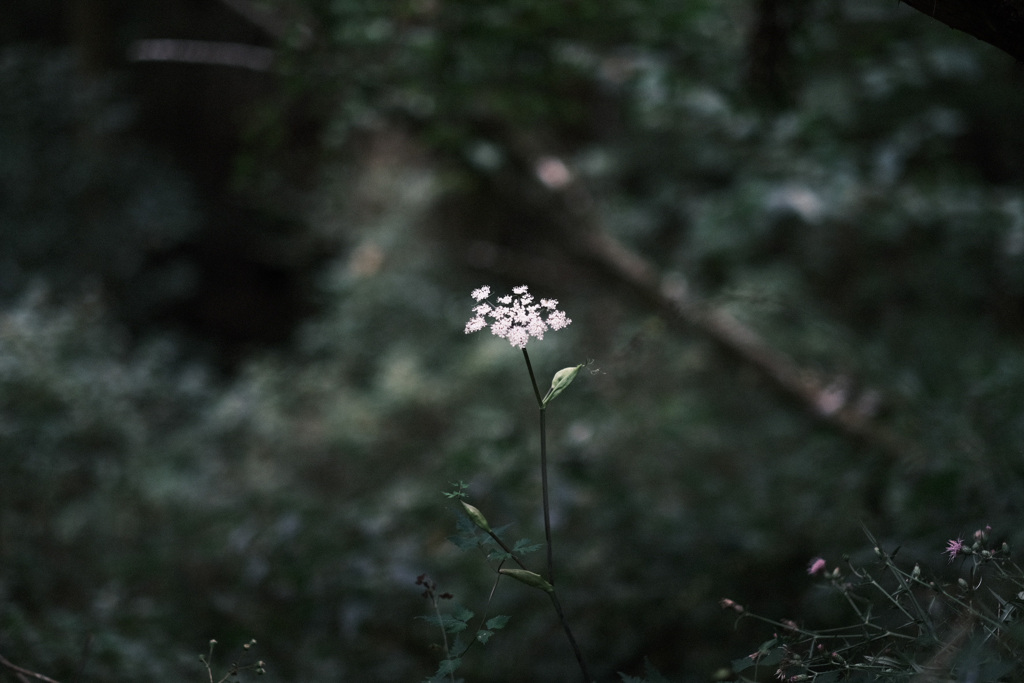 森に咲く 2