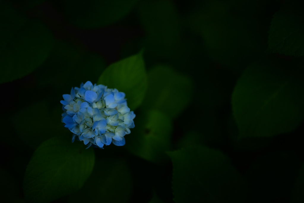 咲き始めた紫陽花