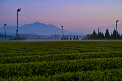 茶畑の朝