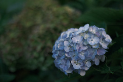 夏の終わりに咲く紫陽花