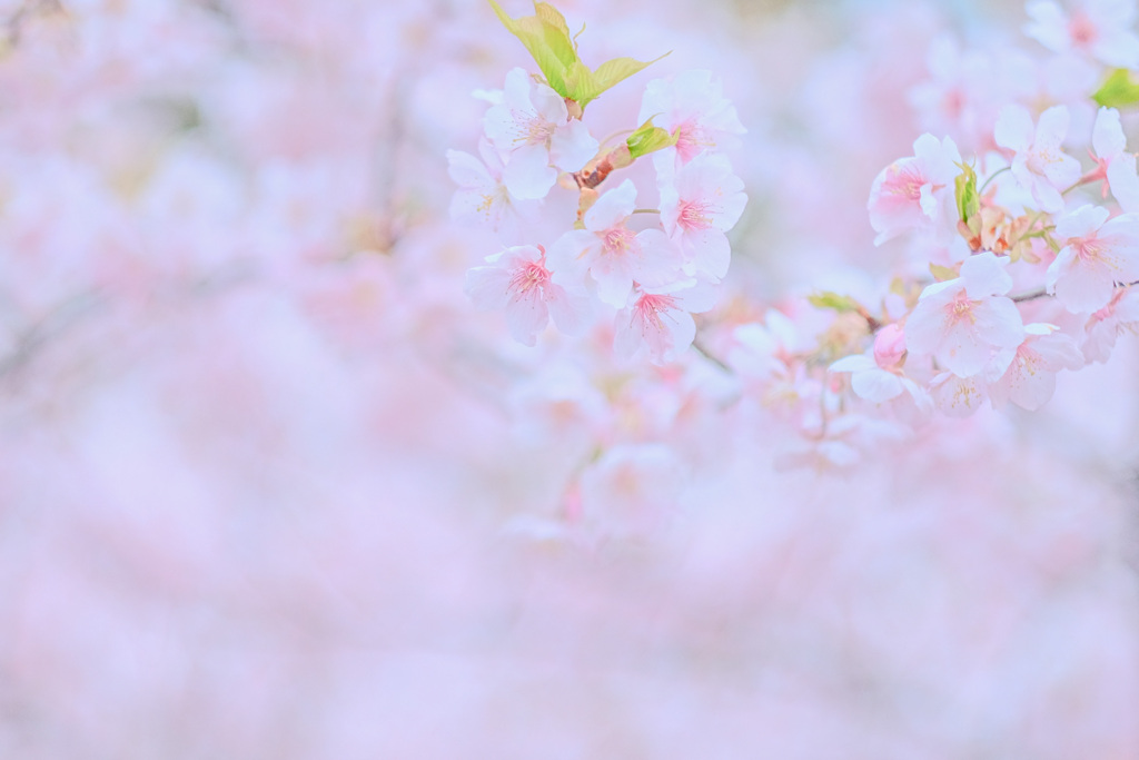 桜咲く 弍