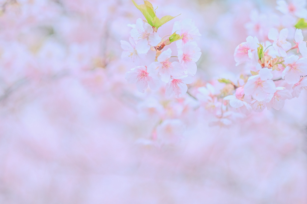 桜咲く 弍