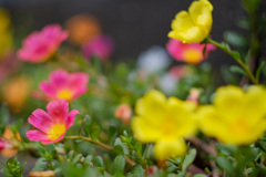 玄関を彩る花