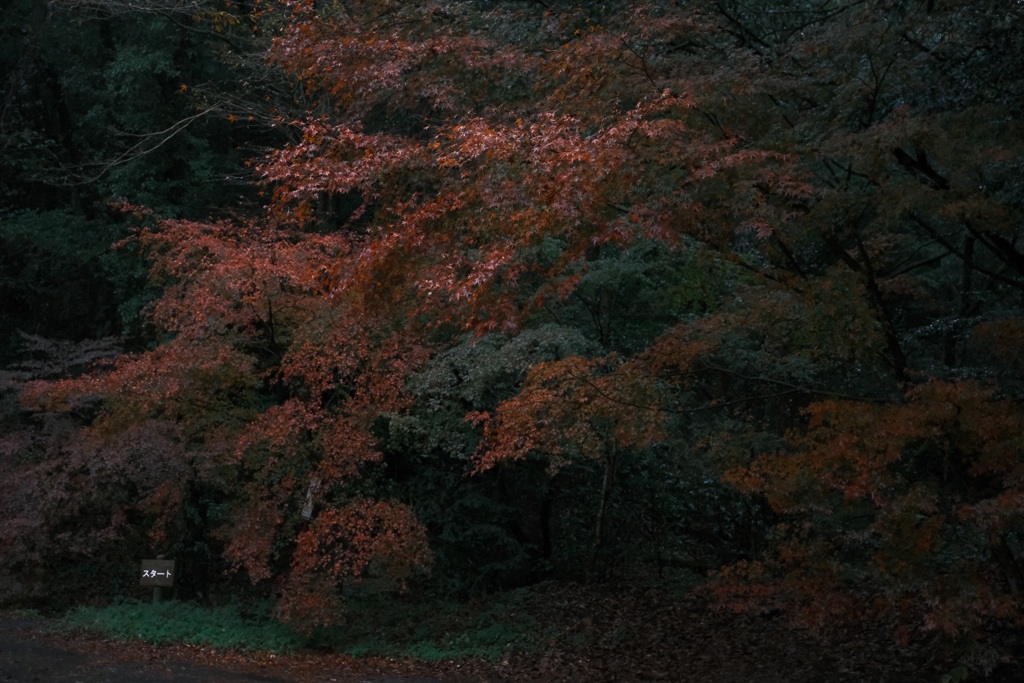 スタート地点の紅葉