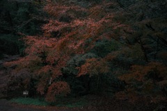 スタート地点の紅葉