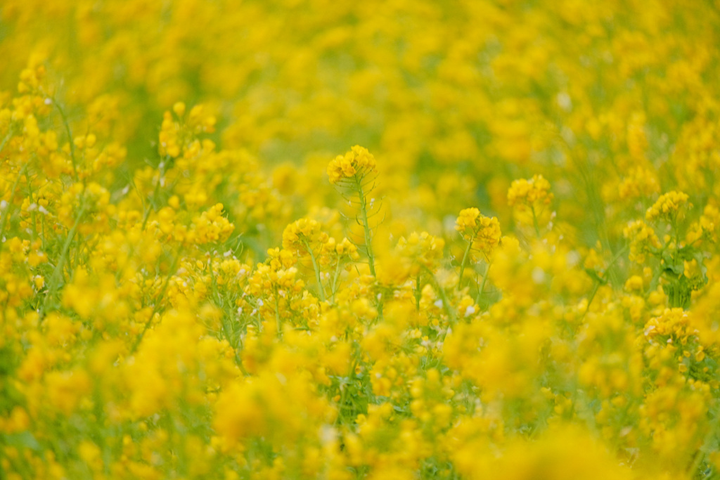 真冬の菜の花畑で