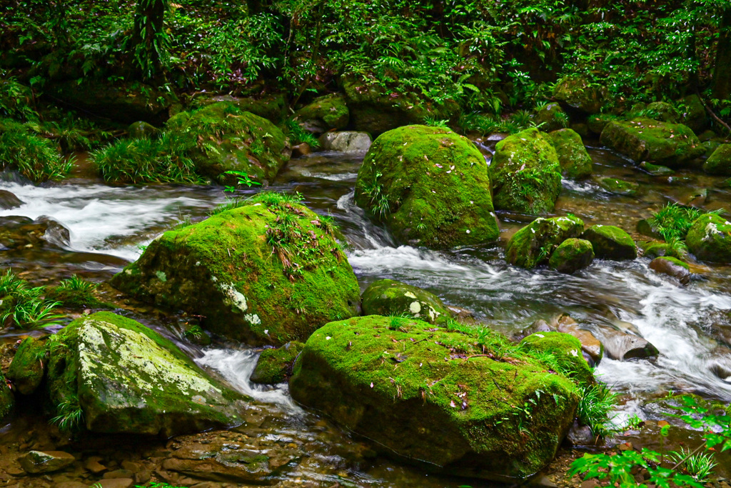 苔むす岩岩