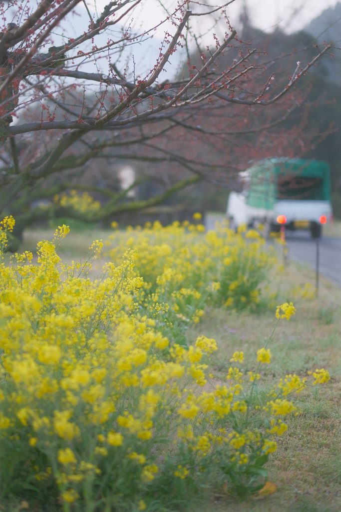 日常を彩る花 2