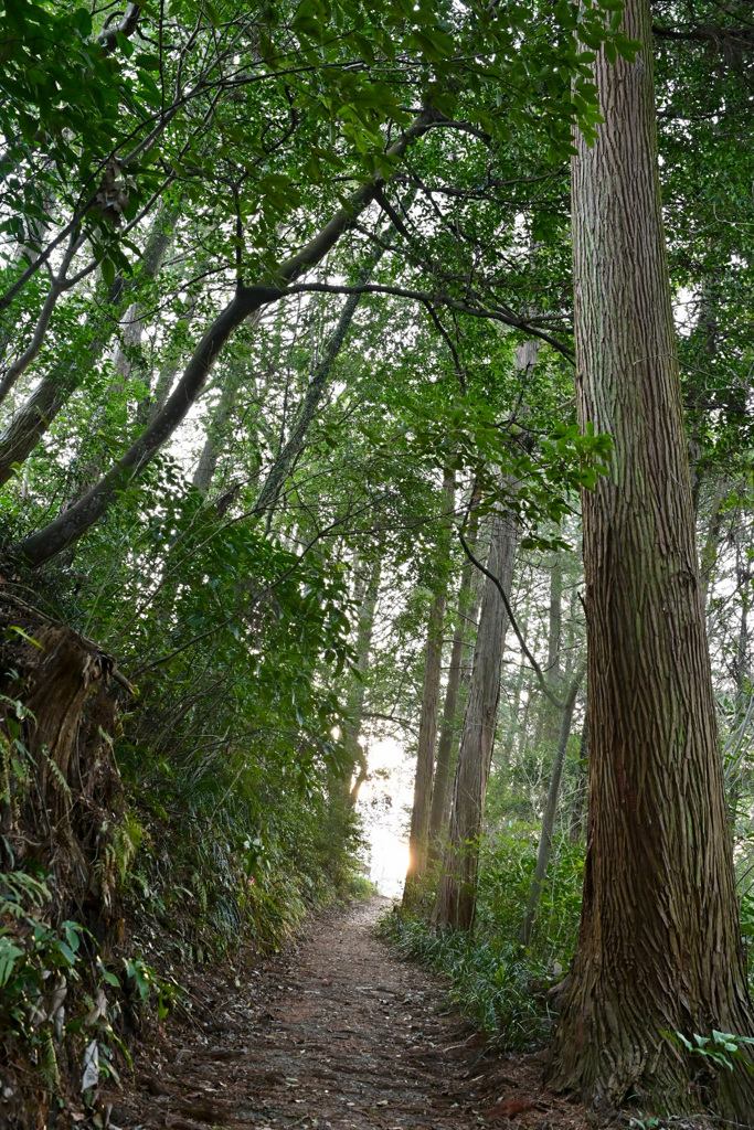関之尾滝 遊歩道にて