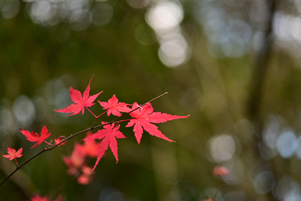 冬紅葉