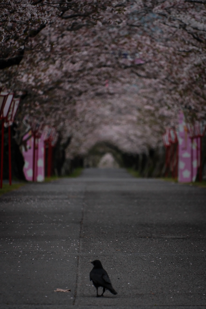 烏のお花見