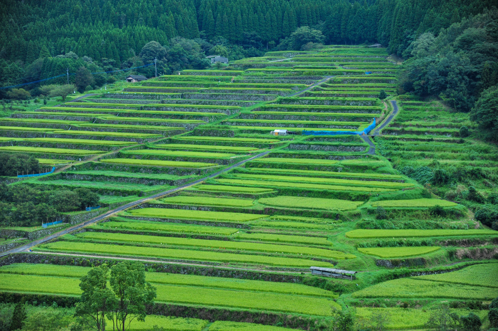 日南 坂元棚田