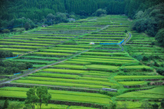 日南 坂元棚田