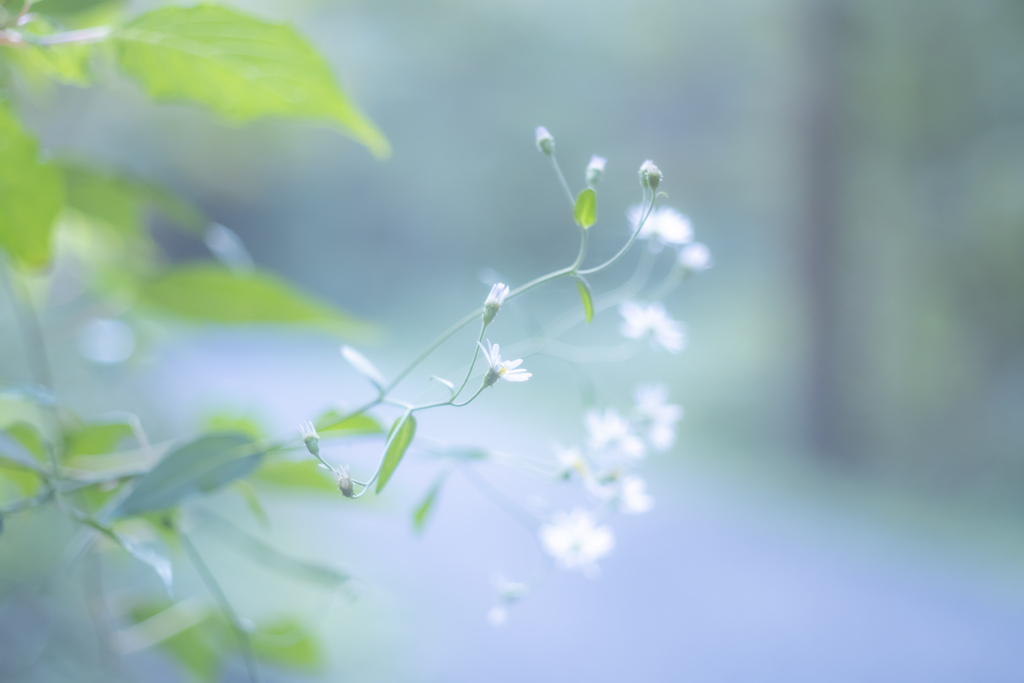 野に咲く花の美しきこと 4