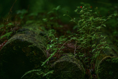 微・紅一点