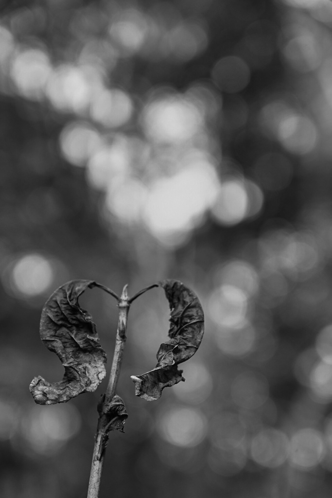 Broken heart