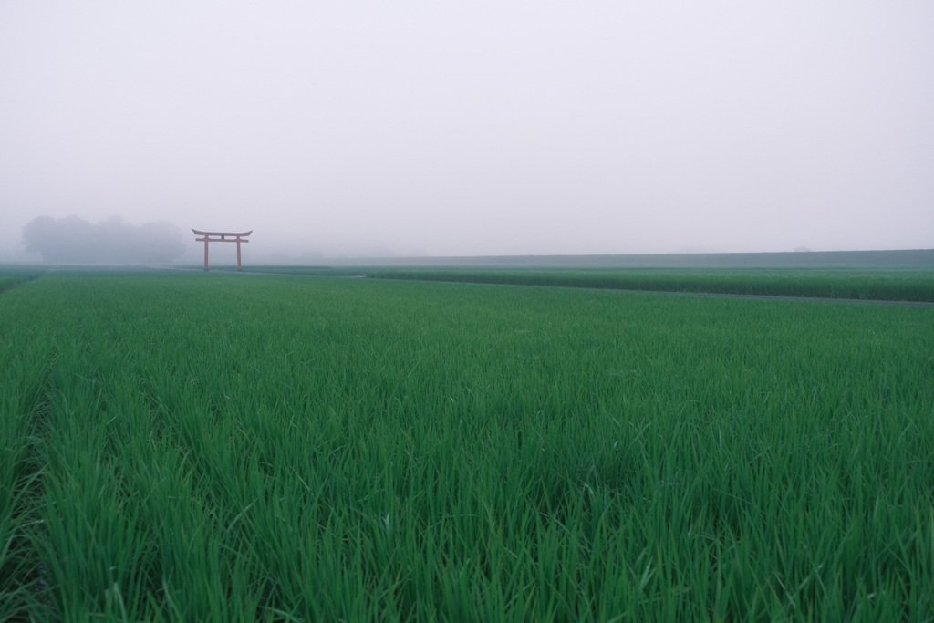 朝霧に霞む鳥居