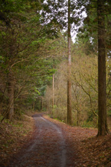 森の道