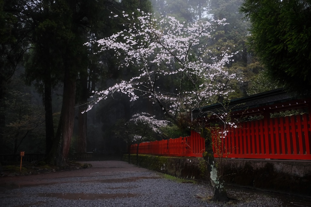 朱と桜