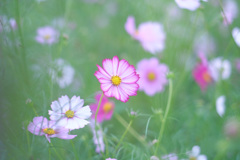 Lovely コスモス