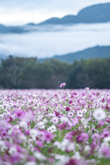 雨と霧と秋桜と