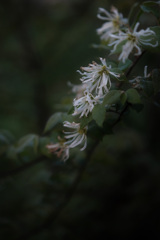 私の植物観察　枯れ花