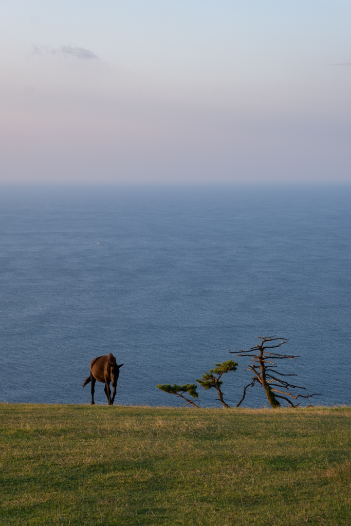馬のいる風景
