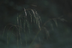 幽玄
