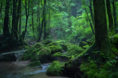 苔岩と森の木々