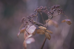 melancholic紫陽花
