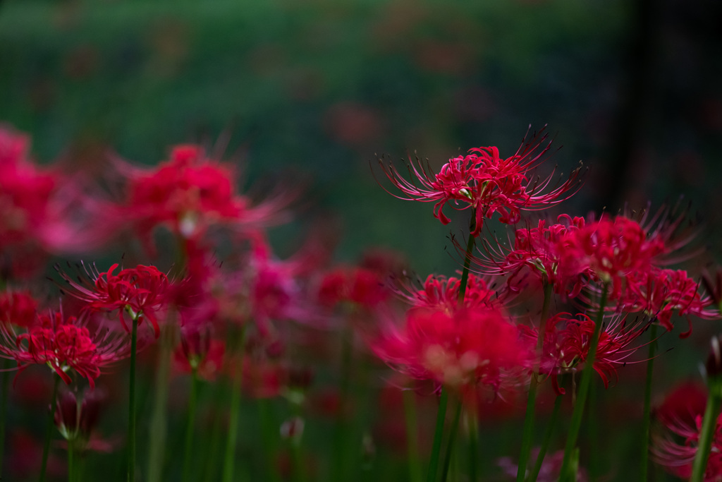 Crimson Lycoris