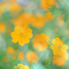 キラキラ黄花 2