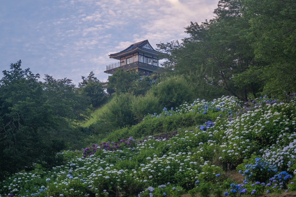 紫陽花、満開