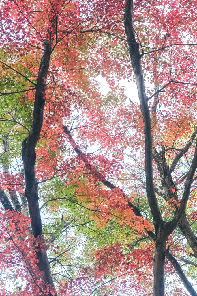 紅葉 2024