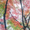 紅葉 2024