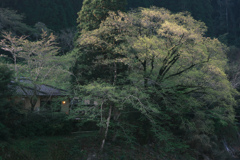 私の早朝スナップ　1