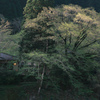 私の早朝スナップ　1