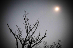 「そう、それはある月夜のお話…