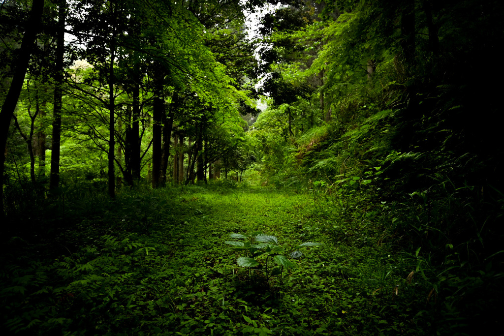 この道を行けばどうなるものか、