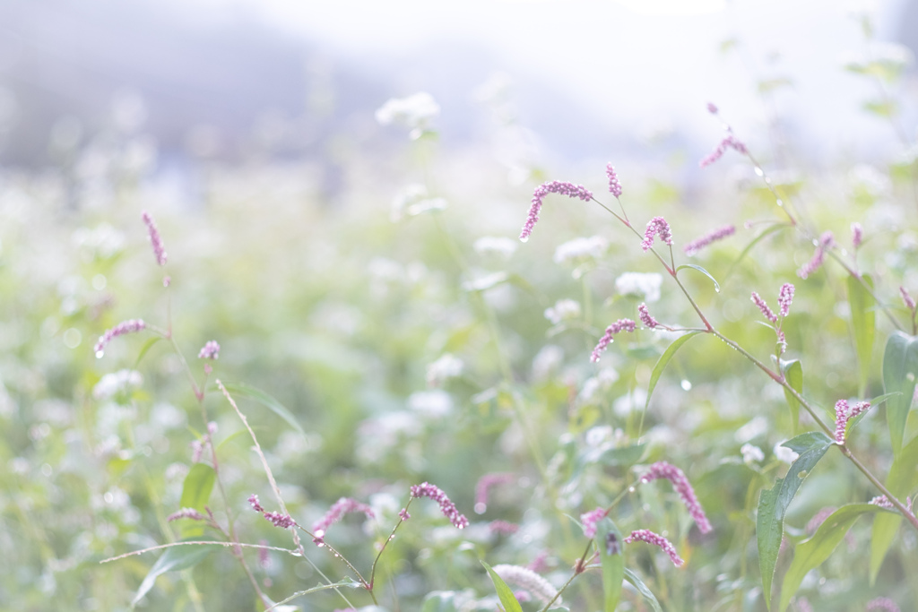 野に咲く花の美しきこと