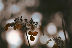 キラキラ枯紫陽花