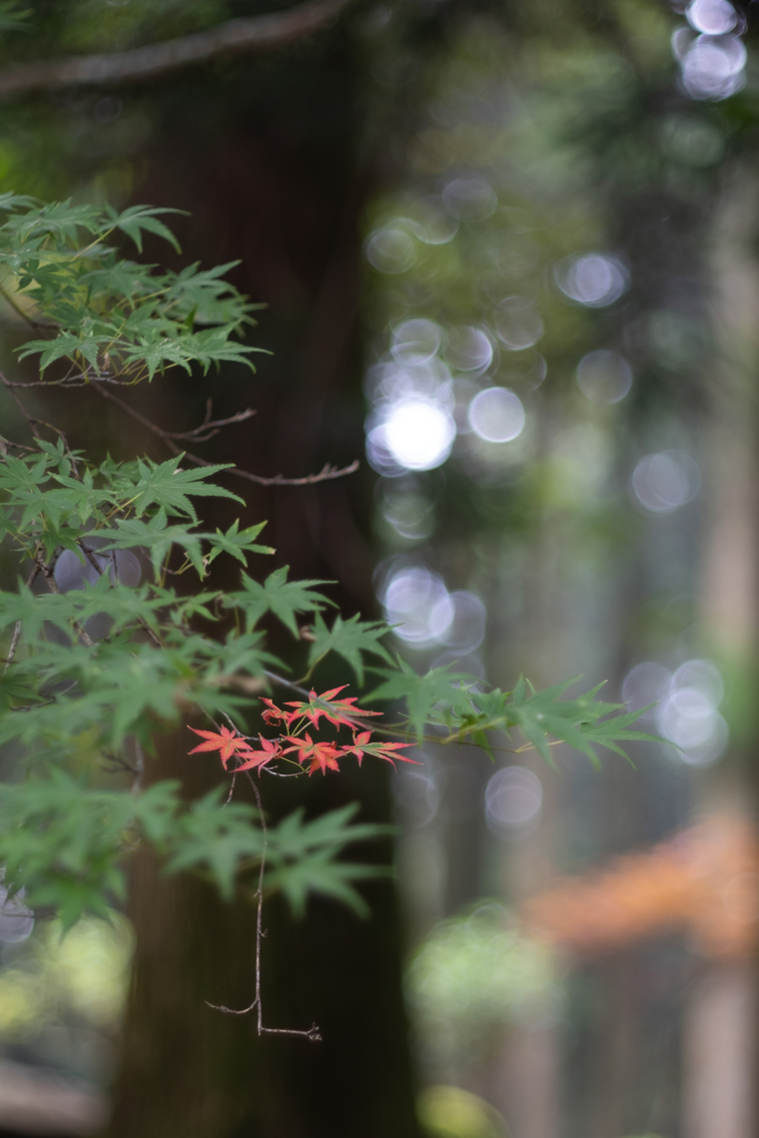 夏の赤紅葉