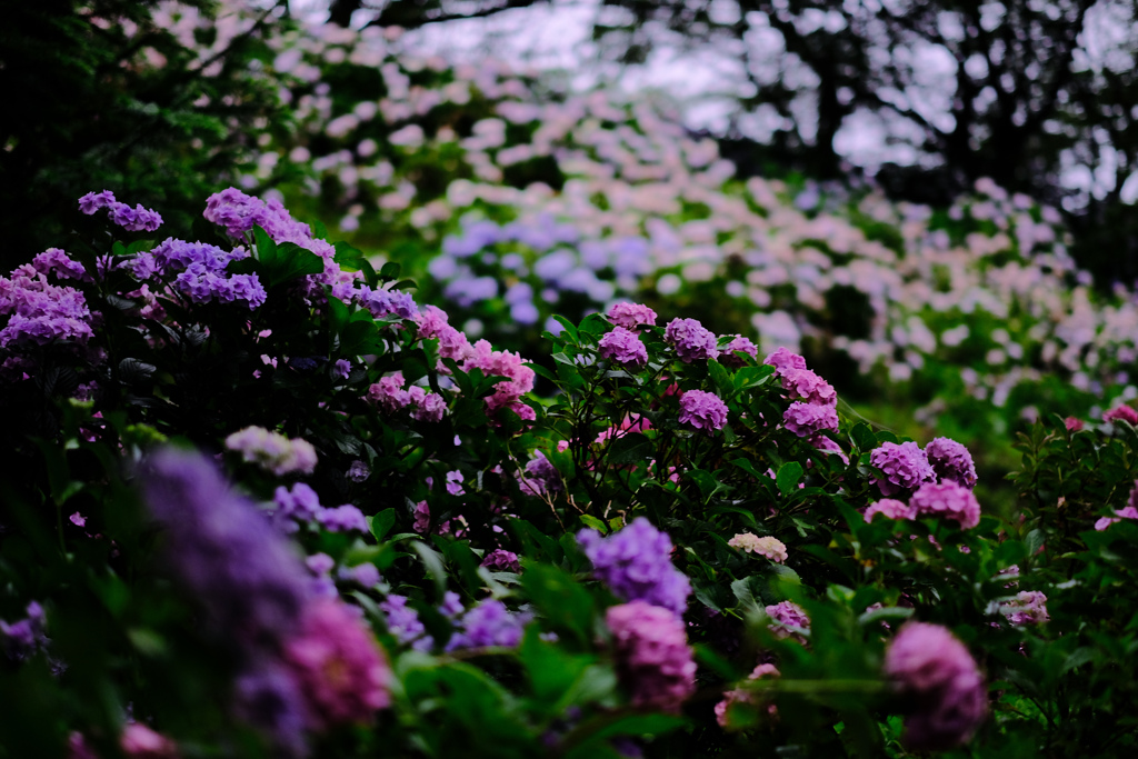 6月22日 雨