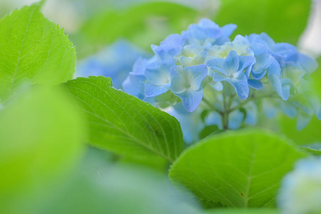 紫陽花1号