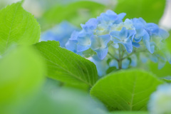 紫陽花1号