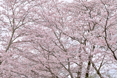 ☆桜満開☆