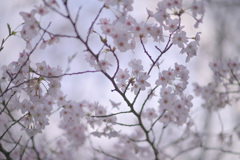 ほんわか桜