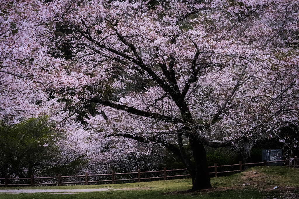 桜 母智丘公園